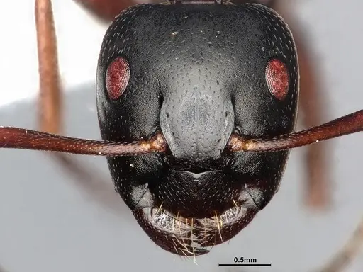 Camponotus modoc - CASENT4031342