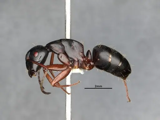 Camponotus modoc - CASENT4031342