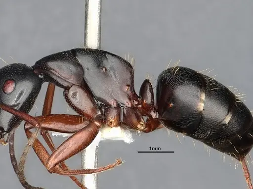 Camponotus modoc - CASENT4031342