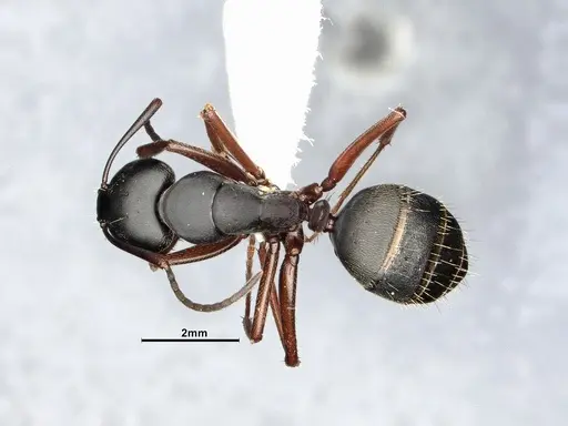 Camponotus modoc - CASENT4031343