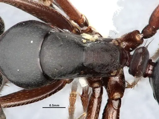 Camponotus modoc - CASENT4031343