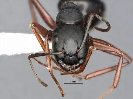 Camponotus modoc - CASENT4031343