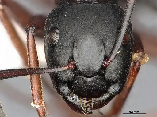 Camponotus modoc - CASENT4031343