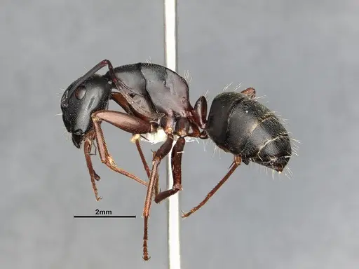 Camponotus modoc - CASENT4031343