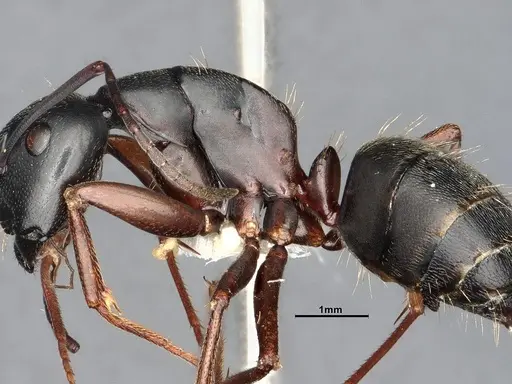 Camponotus modoc - CASENT4031343