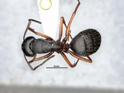 Camponotus modoc - CASENT4031350