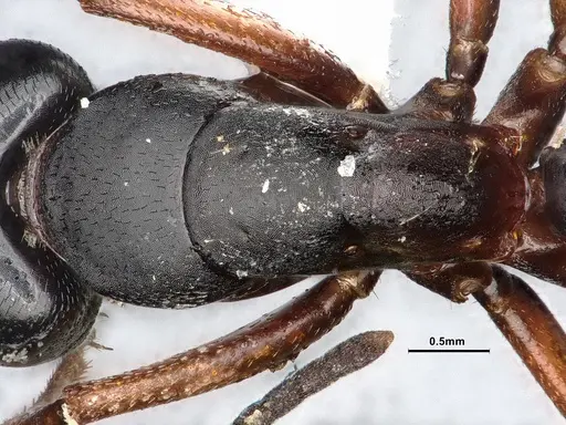 Camponotus modoc - CASENT4031350