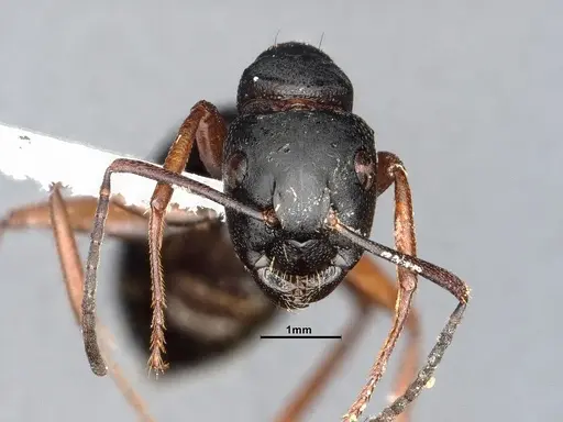 Camponotus modoc - CASENT4031350