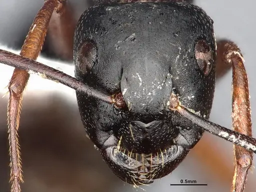 Camponotus modoc - CASENT4031350