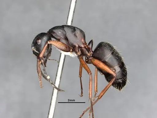 Camponotus modoc - CASENT4031350