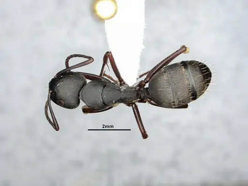 Camponotus modoc - CASENT4031351