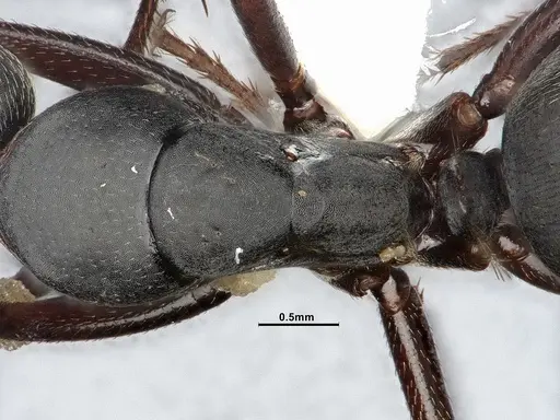 Camponotus modoc - CASENT4031351