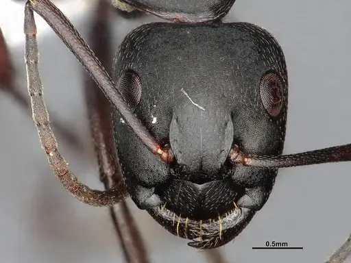 Camponotus modoc - CASENT4031351