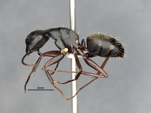 Camponotus modoc - CASENT4031351