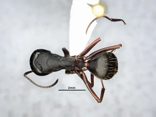 Camponotus modoc - CASENT4031353