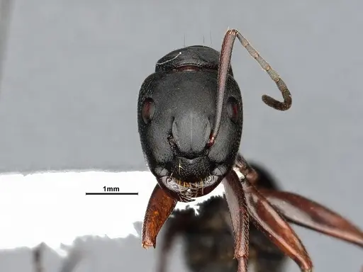 Camponotus modoc - CASENT4031353