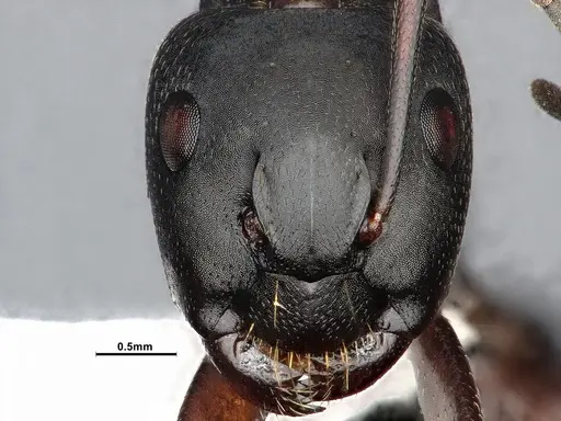 Camponotus modoc - CASENT4031353