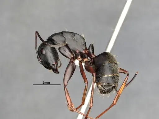 Camponotus modoc - CASENT4031353