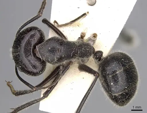Camponotus molossus specimen