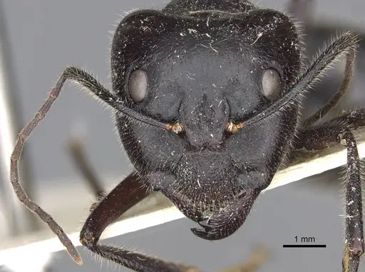 Camponotus molossus specimen