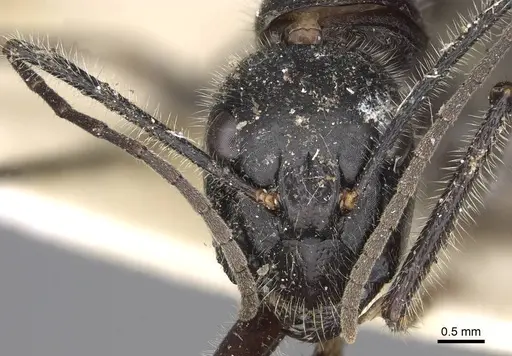 Camponotus molossus - CASENT0906939