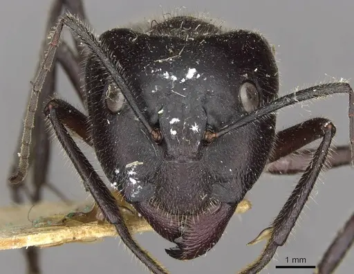 Camponotus molossus - CASENT0910410