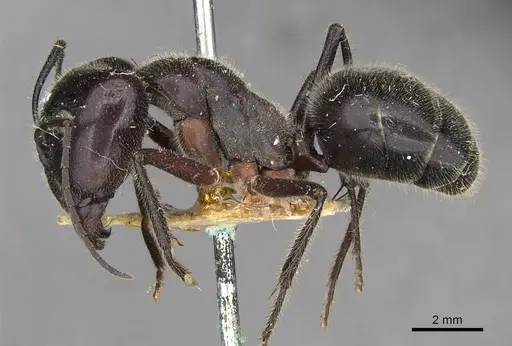 Camponotus molossus - CASENT0910410