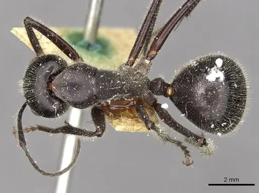 Camponotus molossus - CASENT0910411