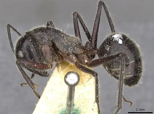 Camponotus molossus - CASENT0910411