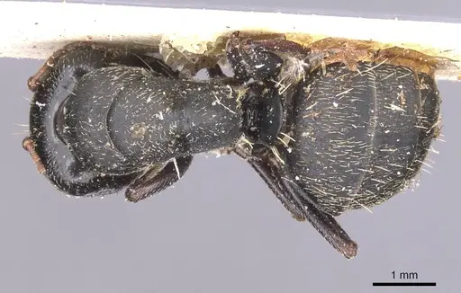 Camponotus monardi specimen