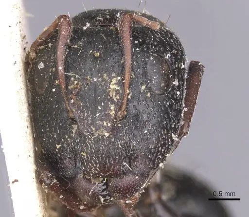 Camponotus monardi specimen