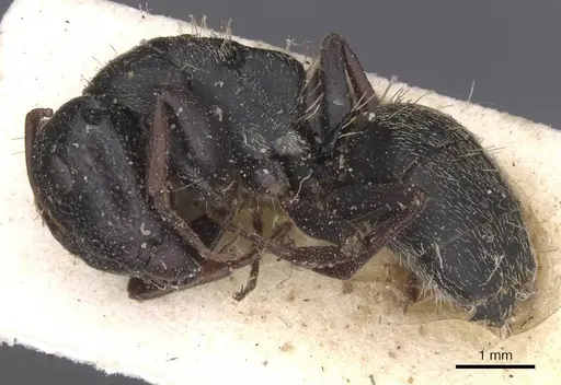 Camponotus monardi specimen