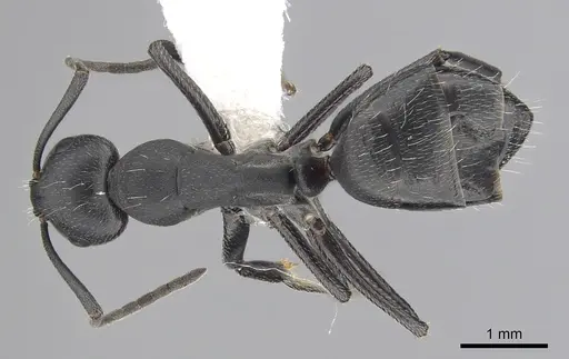 Camponotus morosus specimen