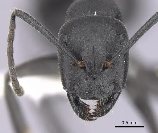 Camponotus morosus specimen