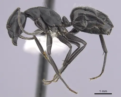 Camponotus morosus specimen