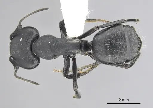 Camponotus morosus - CASENT0249340