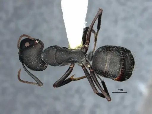 Camponotus morosus - CASENT0886719