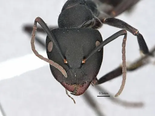 Camponotus morosus - CASENT0886719