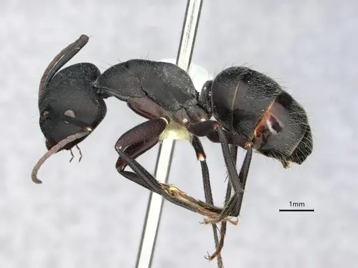 Camponotus morosus - CASENT0886719