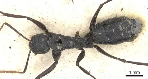 Camponotus morosus - CASENT0903651