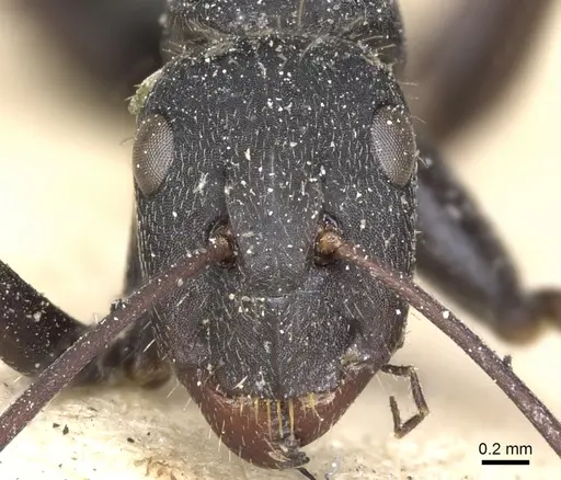 Camponotus morosus - CASENT0903651