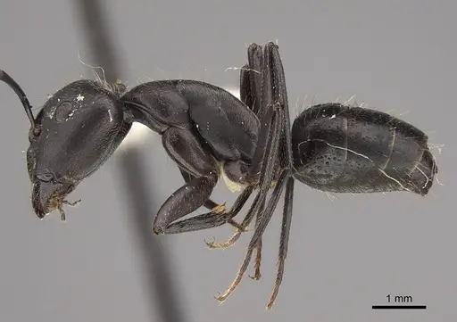 Camponotus morosus - CASENT0923540