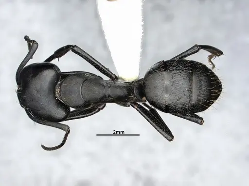 Camponotus morosus - CASENT4032231