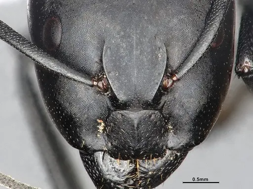 Camponotus morosus - CASENT4032231