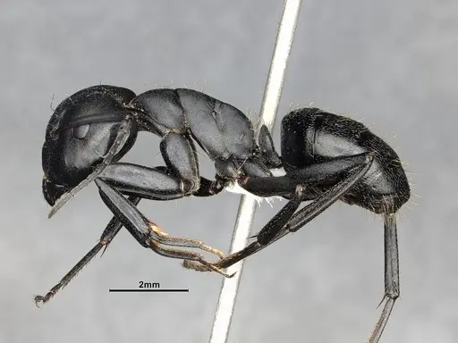 Camponotus morosus - CASENT4032231