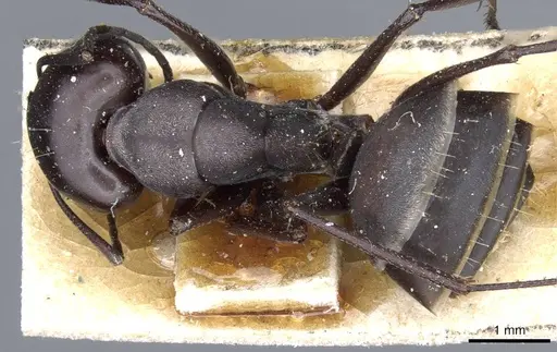 Camponotus mozabensis specimen