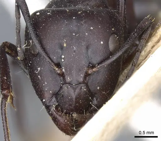 Camponotus mozabensis specimen