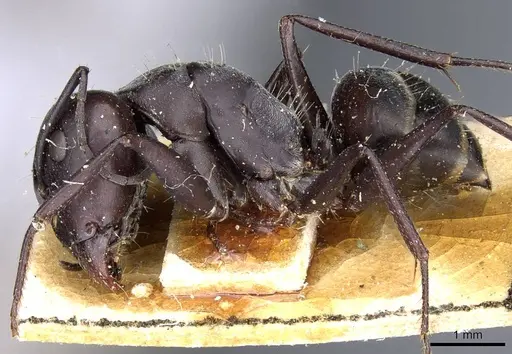Camponotus mozabensis specimen