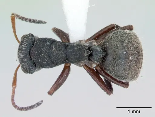 Camponotus mucronatus specimen