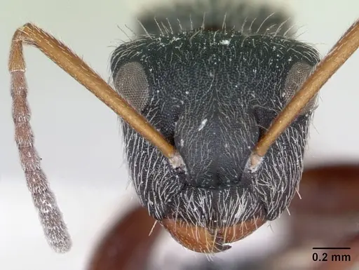 Camponotus mucronatus specimen